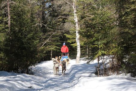 Dogsledding Nordic Adventure in Laurentians