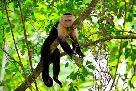 Roatan Excursion, Monkey and Sloth with Chocolate and Rum Tasting