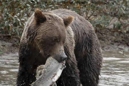 Deluxe Grizzlies and Culture Tour in Campbell River
