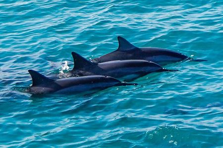 Dolphin Watch Cruise with Waterslide & Snorkeling on Oahu 