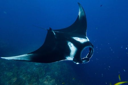 Nusa Penida Day Trip with Snorkeling Package