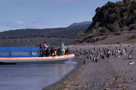Ushuaia: Penguins Tour by boats from Puerto Almanza with Snack