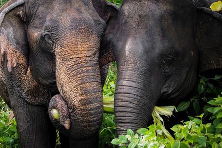An Afternoon with the Elephants at Phuket Elephant Sanctuary