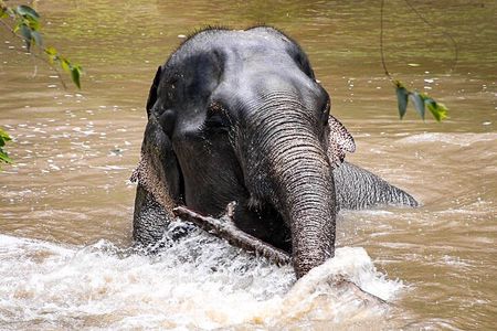 Phuket Elephant Sanctuary Canopy Walkway Tour 