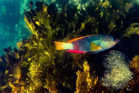 Snorkeling To Discover Sydney's Underwater Wonders