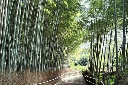 Half Day Kyoto Sagano Bamboo Grove & Arashiyama Walking Tour