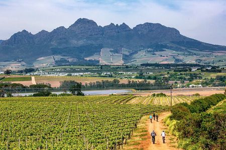 Stellenbosch Half Day Winelands Mountain Bike Tour