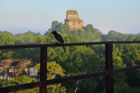 Guided Tour of Tikal from Flores with Lunch