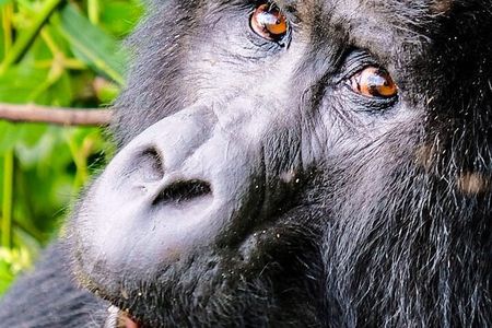 One Day Gorilla Tracking Tour In Uganda