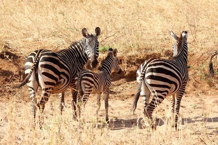 3day Amboseli Park Private safari 