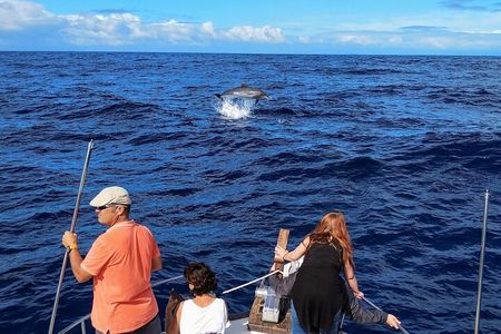 Small Group Boat Whale and Dolphin Watching Tour