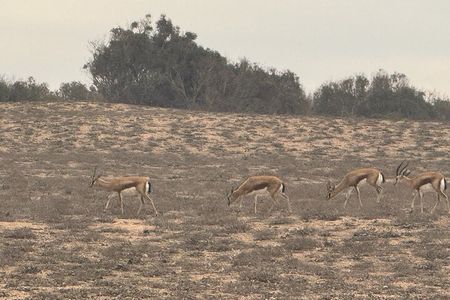Half Day desert tour with wild animals in souss Park by 4x4