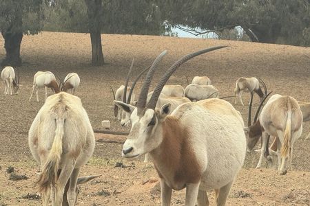 Half Day desert tour with wild animals in souss Park by 4x4