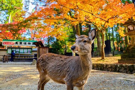 Morning Wonder World Heritage Nara Guided Tour