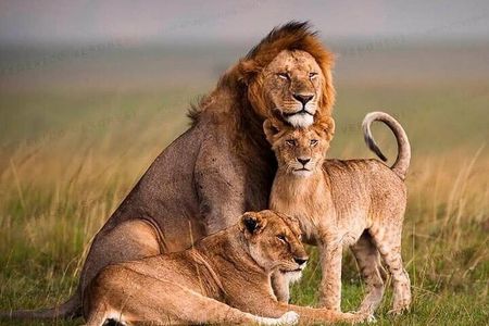 7 Days Budget Group Safari to Masai Mara Nakuru & Amboseli Parks