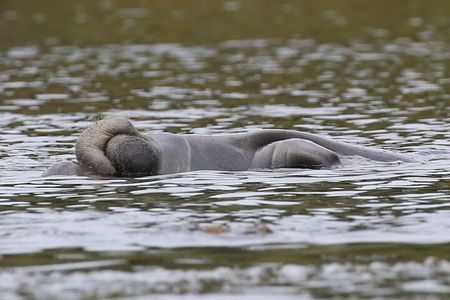 Guided Kayaking Manatee Tour near Orlando