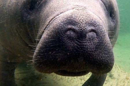 Guided Kayaking Manatee Tour near Orlando