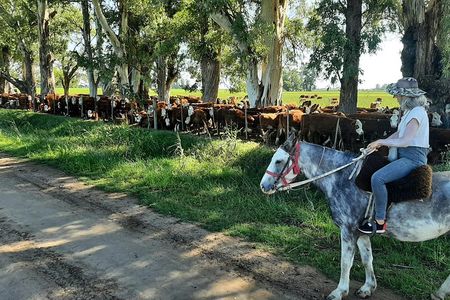 Horseback Riding Experience in Carlos Keen with Transfers