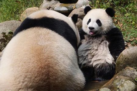  Dujingyan Panda Sanctuary Half day tour option panda volunteer 