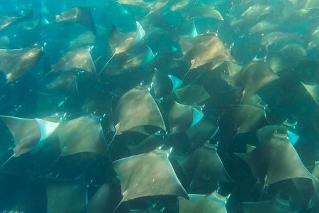 SEA SAFARI Mobulas-Dolphins-Orcas-Sea Lions-Transport & Lunch