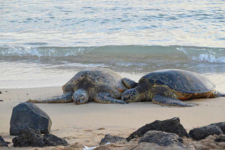 Oahu's Cheapest Circle Island Tour