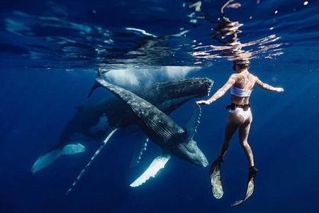 Swim in Moorea with Humpback Whales and More