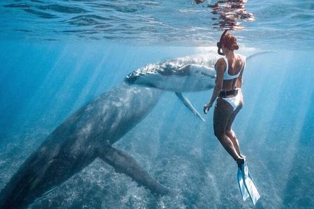 Swim in Moorea with Humpback Whales and More