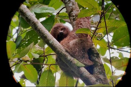 Arenal’s Best Sloth Tour: A Unique Wildlife Experience