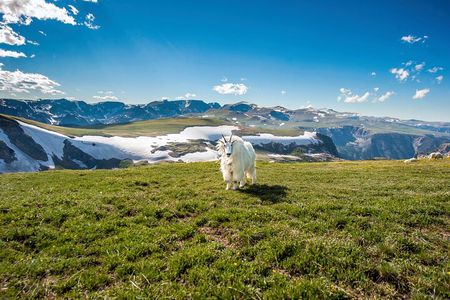 Beartooth Highway Private Half Day Tour
