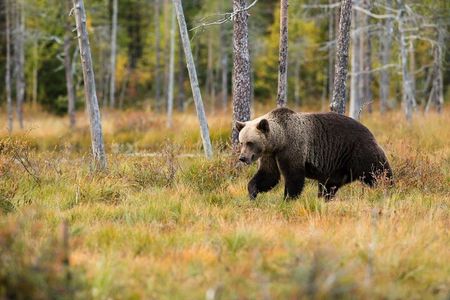 Yellowstone Private Day Tour with Picnic Lunch