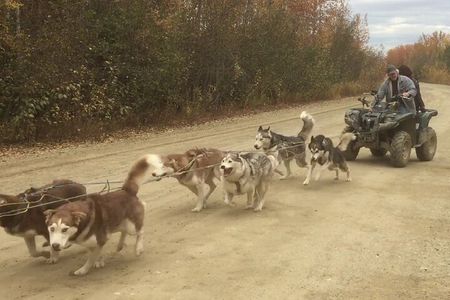 Free Pick up - Fall Alaskan Husky Dog Sledding Cart/ATV Ride