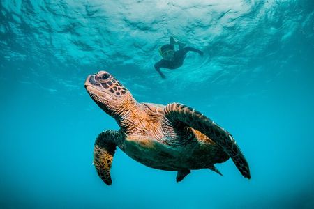 5 Hours Daymaniyat Half Day Snorkeling Trip