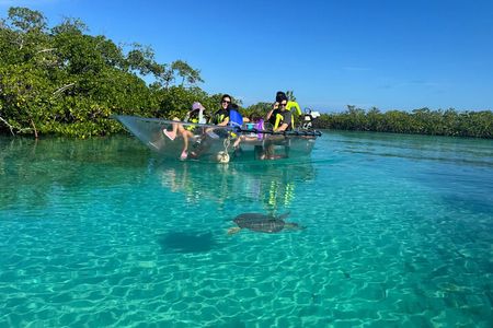 Mangrove Cay Motorized Clear Kayak Tour, Providenciales