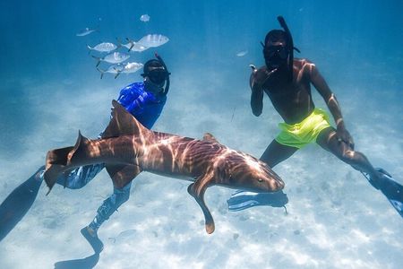 Puerto Rico Half-Day Shark Diving