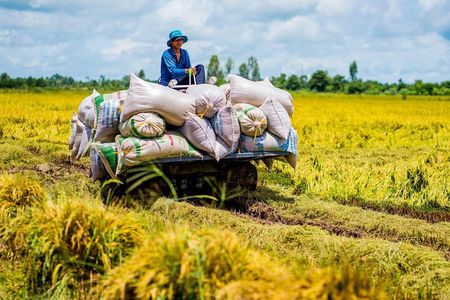 Biking Tour in The Pineapple Villages