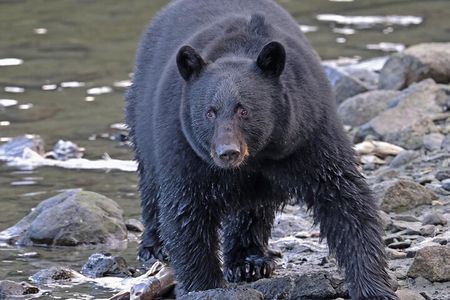 Guided Tour of Ketchikan’s Top Attractions 