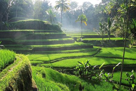 Ubud Tour Water Temple with Jungle Swing
