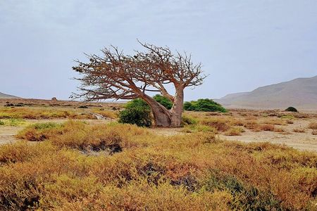 Wakanda Forever tour with 4wd transport