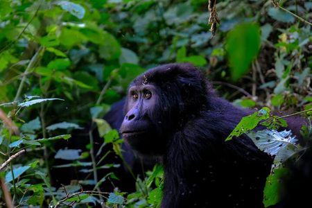  1 Day Gorilla Trekking 
