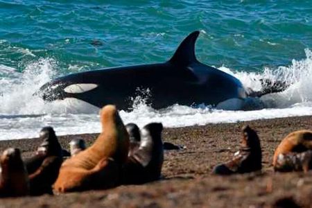 Shore Tour : Valdes Peninsula Essential - Back To Ship Guarantee