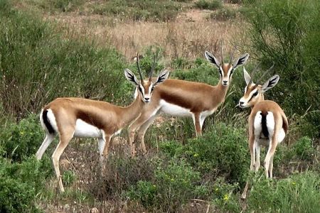 National Park 4×4 Safari from Agadir with Lunch