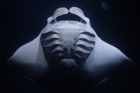 Night Manta Ray Snorkel with Videos