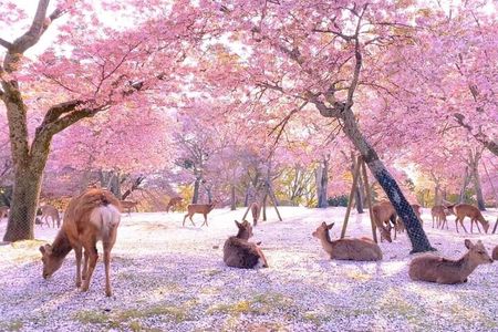 Kyoto & Nara & Uji: Full Day Sightseeing Tour from Osaka or Kyoto
