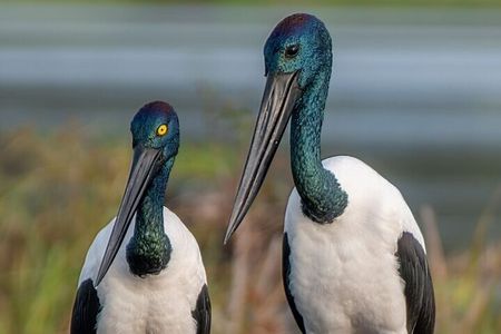  Kakadu National Park Full Day Tour + Yellow Water River Cruise