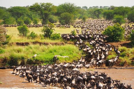 3 Days 2 Nights Maasai Mara Group Safari by 4WD From Nairobi