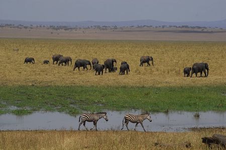 5 days Tanzania budget safari with big five