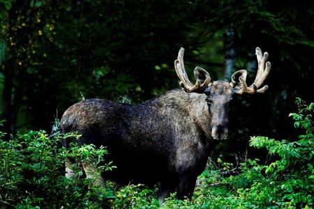 Wildlife Forest Hike