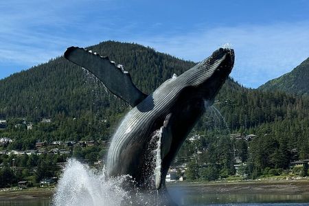 Juneau Highlights and Mendenhall Glacier Tour