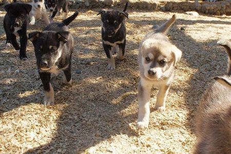 Denali Husky Sled Dog Experience & Local Brewery Visit