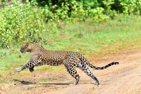 Yala National Park Safari from Ella 